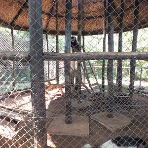 View into Black and White Colobus Enclosure - Nairobi Safari Walk