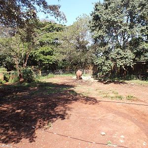 Part of the Rhino Enclosure- Nairobi Safari Walk