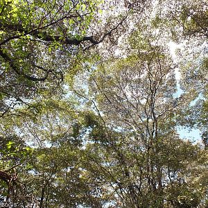 View in the Forest Habitat - Nairobi Safari Walk