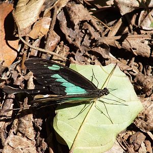 Wild Butterfly - Nairobi Safari Walk