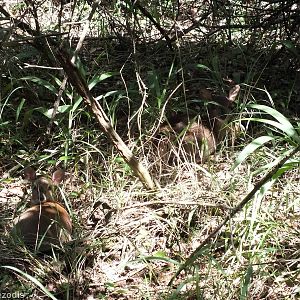 Bush Duikers - Nairobi Safari Walk