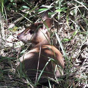 Young Bush Duiker - Nairobi Safari Walk