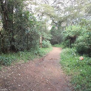 View in the Forest Habitat - Nairobi Safari Walk