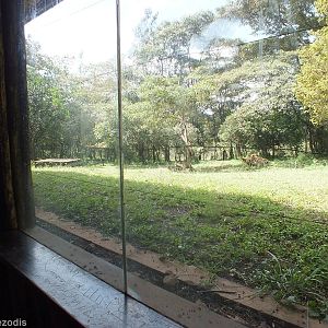 Lion Enclosure - Nairobi Safari Walk