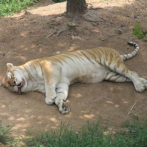 Golden tiger