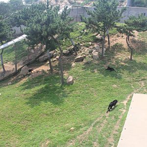 black leopard exhibit