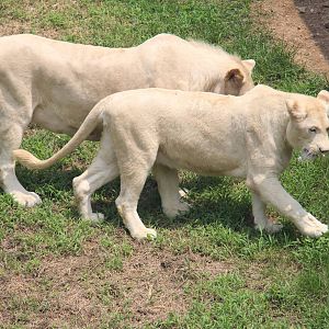 White lion