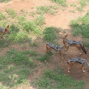 Black-backed jackal