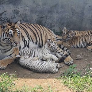 Tiger nursing