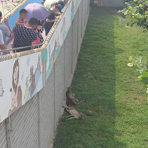 watching the cheetah