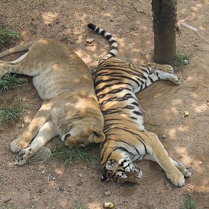 Trying to make tigon