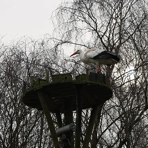 European white stork inspecting a nest