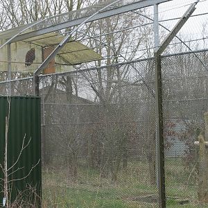 White-tailed sea eagle enclosure