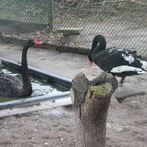 Black swans