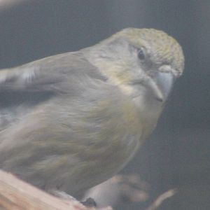 Crossbill