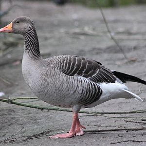 Greylag goose