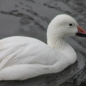 Snow goose