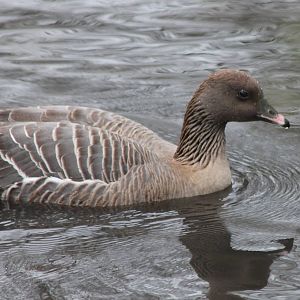 Pink-footed goose