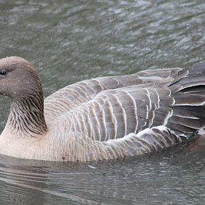 Pink-footed goose