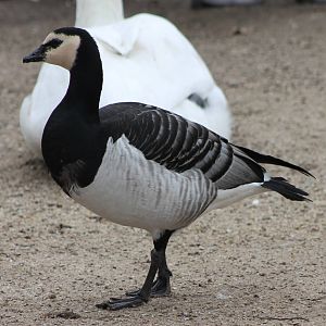 Barnacle goose