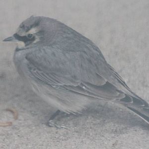 Mealwurms.... and a Beach lark
