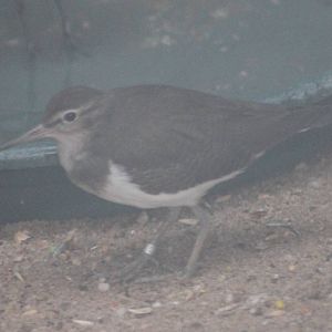 Common sandpiper