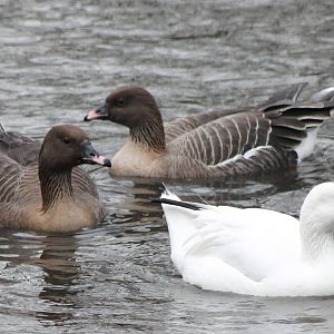 Pink-footed and snow geese