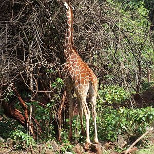 Hybrid Reticulated Giraffe - Nairobi Safari Walk