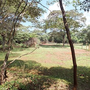 View of Main Central Paddock - Nairobi Safari Walk