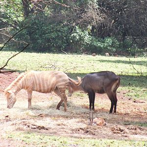 Erythristic or Leucistic Zebra, and Waterbuck - Nairobi Safari Walk