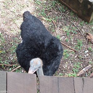 Ostrich. Possibly Somali? - Nairobi Safari Walk