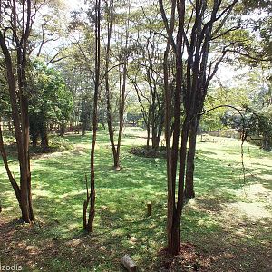 View of Main Central Paddock - Nairobi Safari Walk