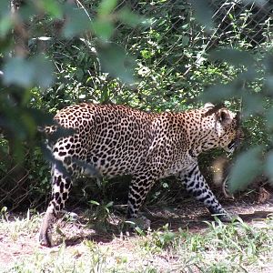 African Leopard - Nairobi Safari Walk