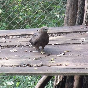 Wild Yellow-billed Kite in the Leopard Enclosure - Nairobi Safari Walk