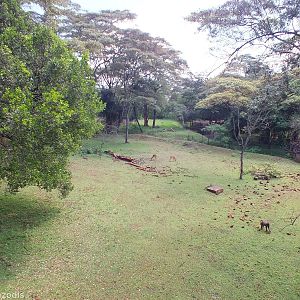 View of Main Central Paddock with a Wild Baboon - Nairobi Safari Walk