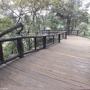 View of Part of the Boardwalk - Nairobi Safari Walk