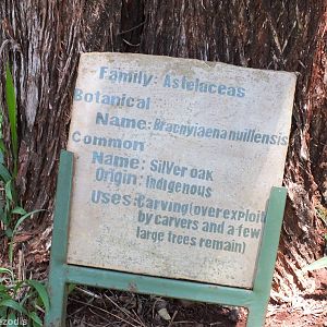 Tree Signage Example - Nairobi Safari Walk