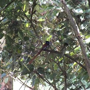 Wild African Paradise Flycatcher- Nairobi Safari Walk
