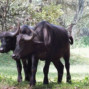Cape Buffalos - Nairobi Safari Walk