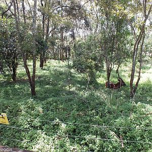 Bongo Enclosure - Nairobi Safari Walk