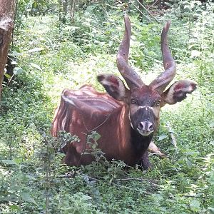 Bongo - Nairobi Safari Walk