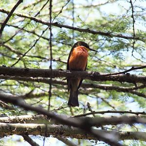 Wild Cinnamon-chested Bee-eater - Nairobi Safari Walk