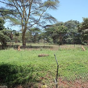 Cheetah Enclosure - Nairobi Safari Walk