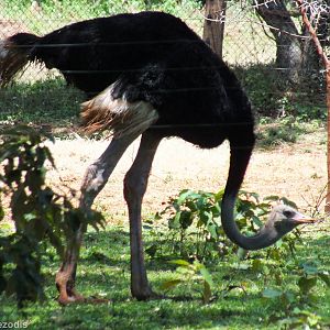 Ostrich. Possibly Somali? - Nairobi Safari Walk