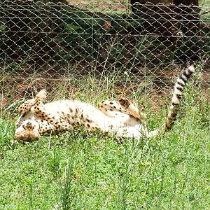 Cheetah - Nairobi Safari Walk