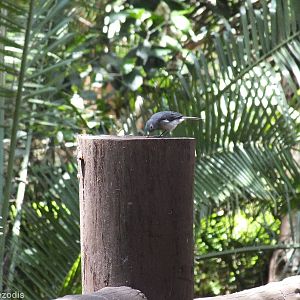 Wild White-eyed Slaty-flycatcher - Nairobi Safari Walk