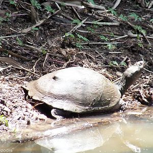 Pelusios sp. - Nairobi Safari Walk