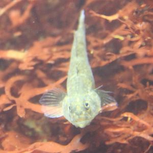 Common goby