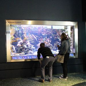 Helgoland rock aquarium