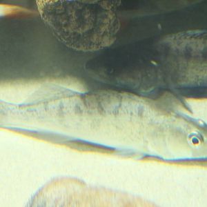 Could this be Sanders